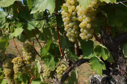 Furmint